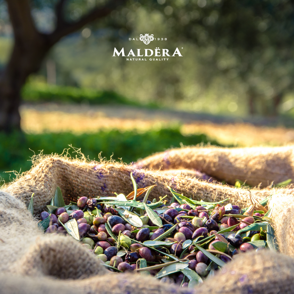 Esplorando le Varietà di Olive Pugliesi: Un Viaggio tra Aromi e Tradizioni