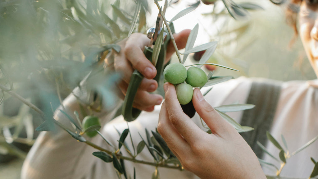 Cosa cambia tra olio d'oliva e olio extravergine di oliva: Una guida completa