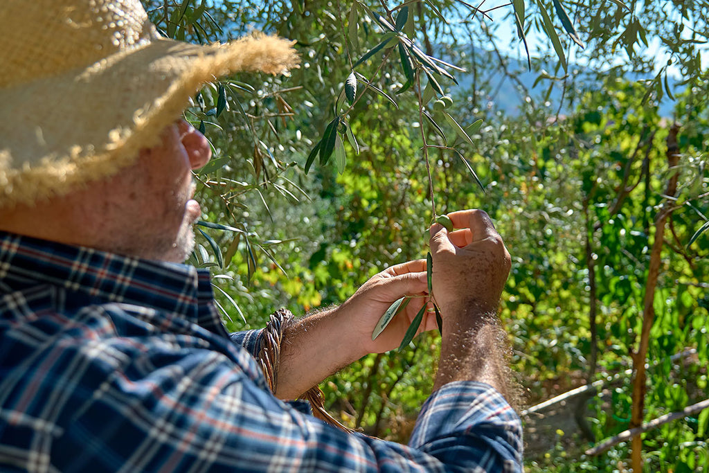 Olio Nuovo 2023: Periodo e Prezzi