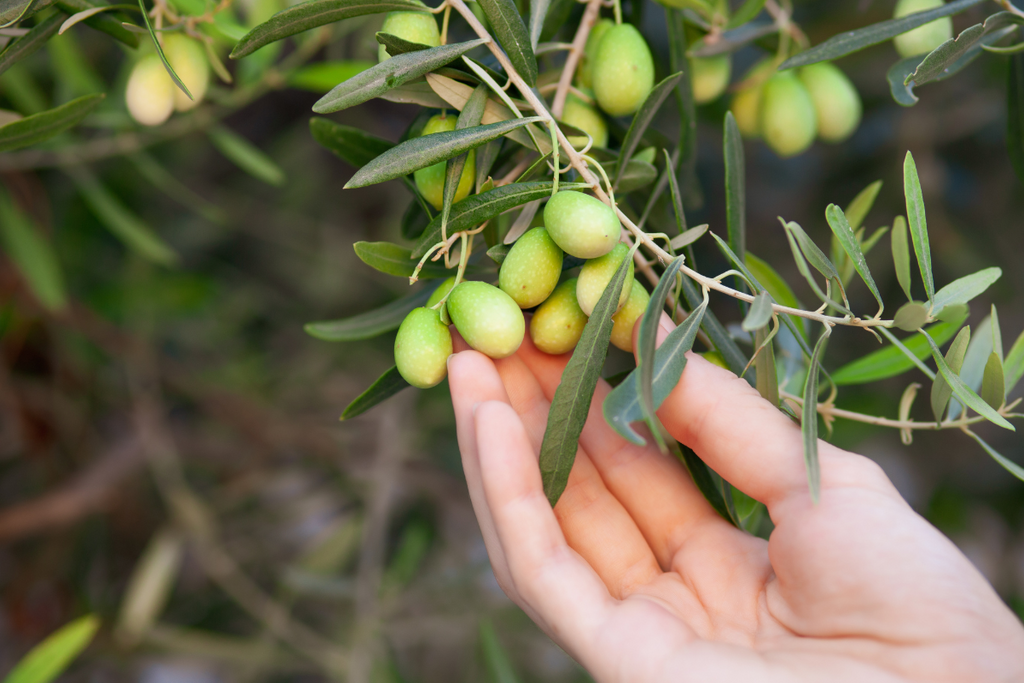 L'Olio Extravergine di Oliva Pugliese: Un Tesoro Gustativo a Portata di Click